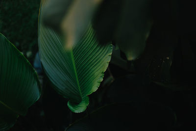 Close-up of leaves