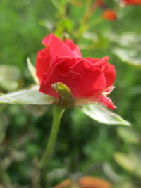 Close-up of red flower blooming outdoors