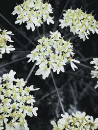 Close-up of white flowers