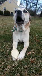 Close-up of dog on grass