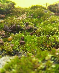 Close-up of plants growing on field