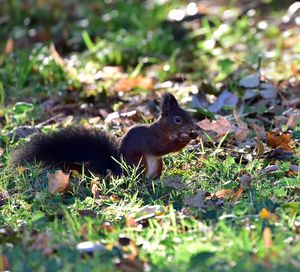 Side view of squirrel on rock