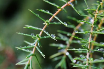 Close-up of insect on plant