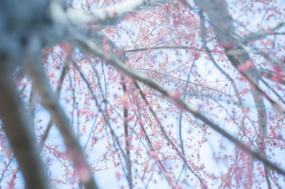 Close-up low angle view of pink flowers