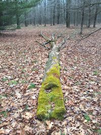 Fallen leaves in forest