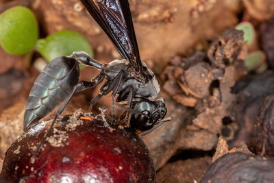 Close-up of insect