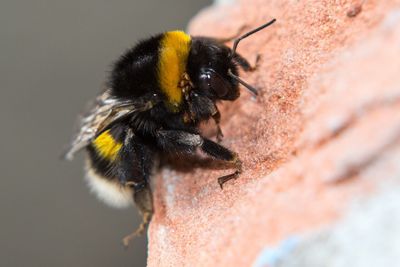 Close-up of insect