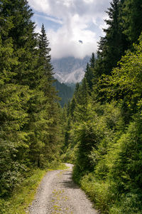 Scenic view of pine trees against sky