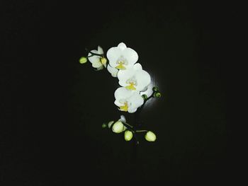 Close-up of white flowers