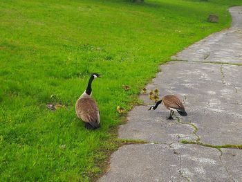 Ducks on a field