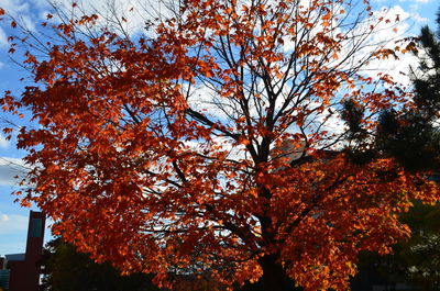 Low angle view of maple tree