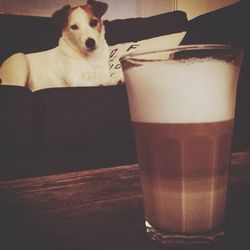 Close-up of dog on table