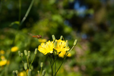 Close-up of bee pollinating on yellow flower