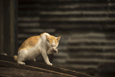 Close-up of cat