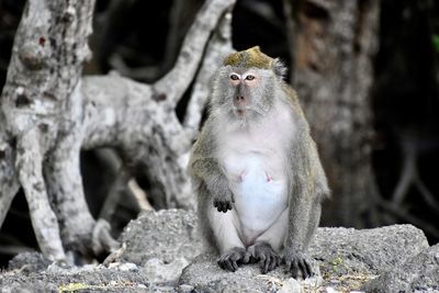 Monkey looking away while sitting on rock
