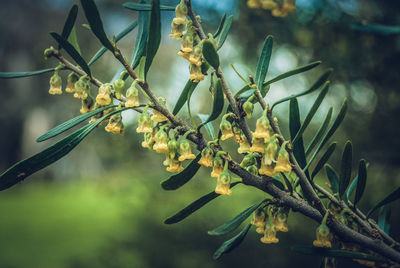 Close-up of flowers on tree