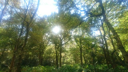 Low angle view of bamboo trees in forest