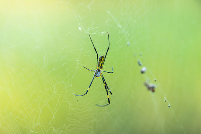 A spider spinning a web