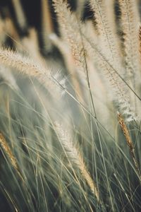 Close-up of stalks growing on field