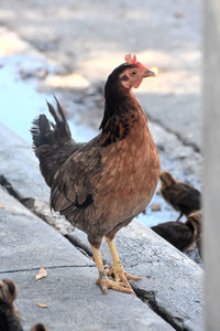 Close-up of bird perching on rock