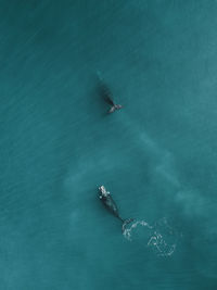 High angle view of southern right whales swimming in sea