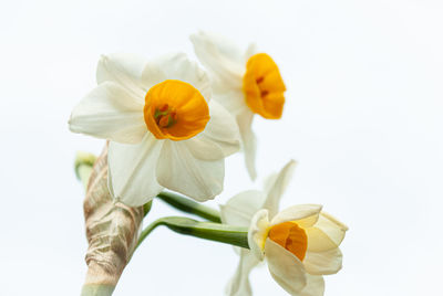 Close-up of yellow daffodil against white background