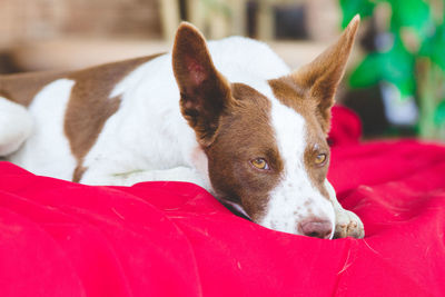 Close-up of dog looking away