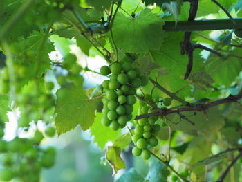 Low angle view of grapes growing on tree