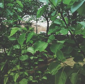 Low angle view of tree