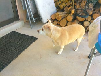 High angle view of dog