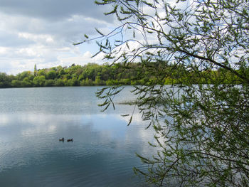 View of birds swimming in lake