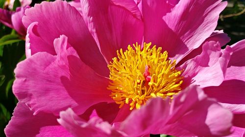 Close-up of pink flower blooming outdoors