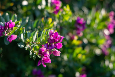 Sweet pea shrub or polygala fruticosa. south african purple, asymmetrical flowers. petite butterfly
