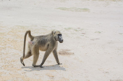 Monkey walking on ground
