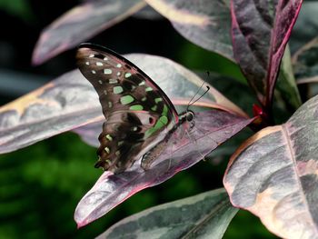 Close-up of butterfly on leaves