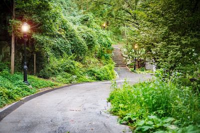 Narrow walkway along plants in garden