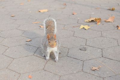 High angle view of cat