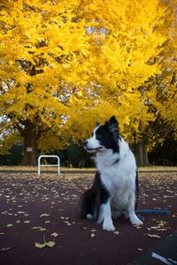 Dog sitting on autumn tree