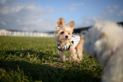 Lion on field against sky