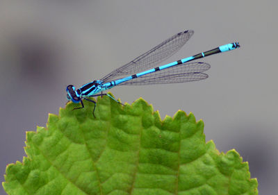 Close-up of butterfly