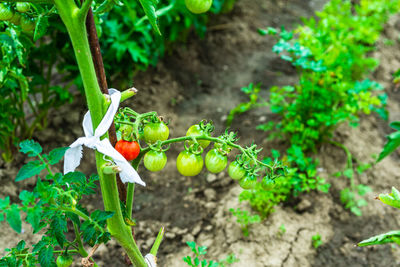 High angle view of plant on field