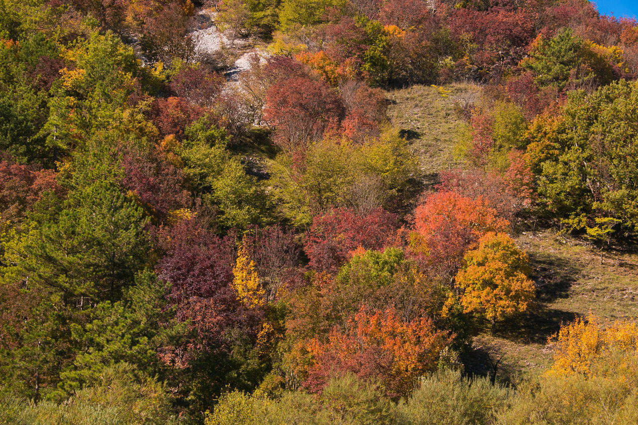 HIGH ANGLE VIEW OF AUTUMNAL TREES BY PLANTS IN FOREST