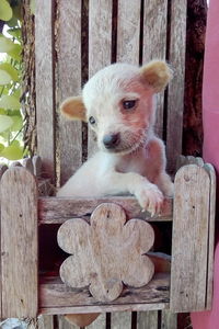 Portrait of dog sitting on wooden fence