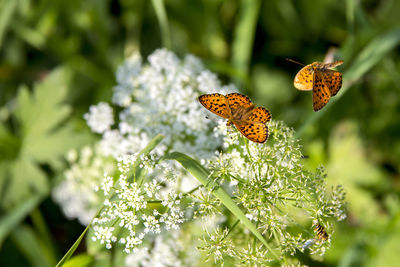 Close-up of butterfly pollinating on flower