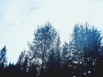 Low angle view of silhouette trees against sky