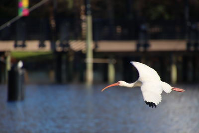 White ibis bird flying over blue water
