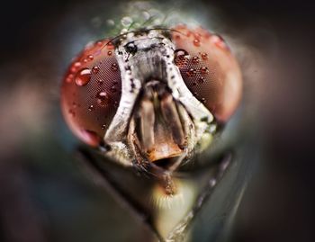 Macro shot of insect