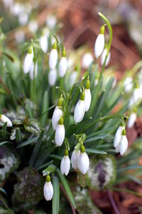 Close-up of white flowers