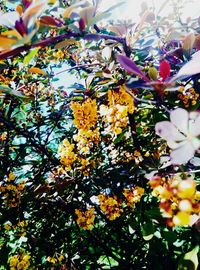 Low angle view of white flowers blooming on tree