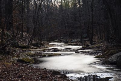 Scenic view of lake in forest